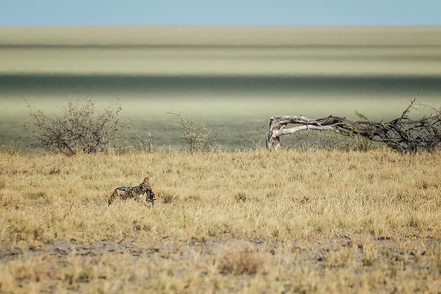 Jackal Stealing a Lions Leftovers Photograph by Belinda Greb