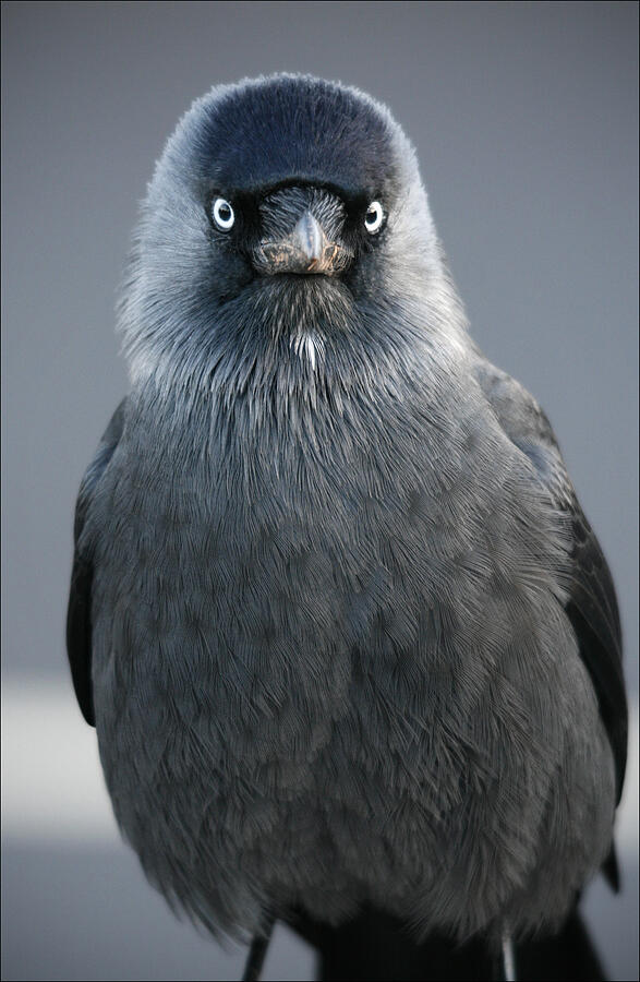 Jackdaw - Photograph by Image by Joseph Martin