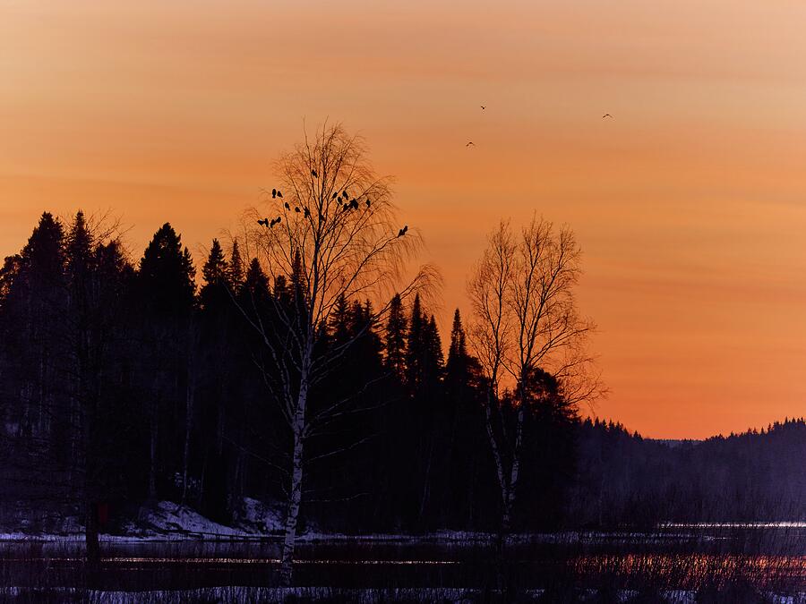 Nature Photograph - Jackdaw sunset. Taivalkunta 24 by Jouko Lehto
