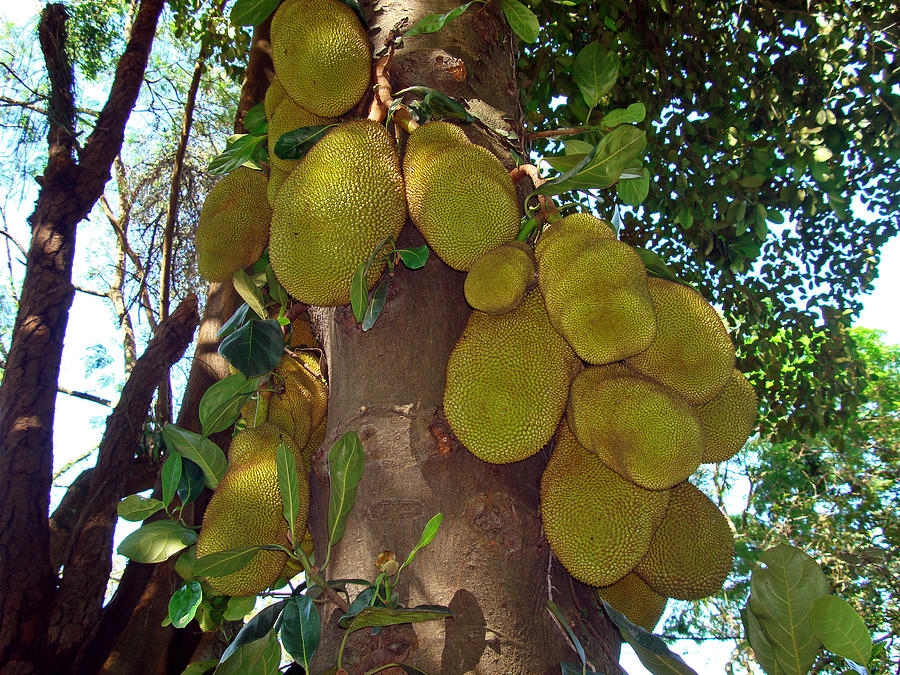 Jackfruits on tree, Brazil Photograph by Wagner Campelo
