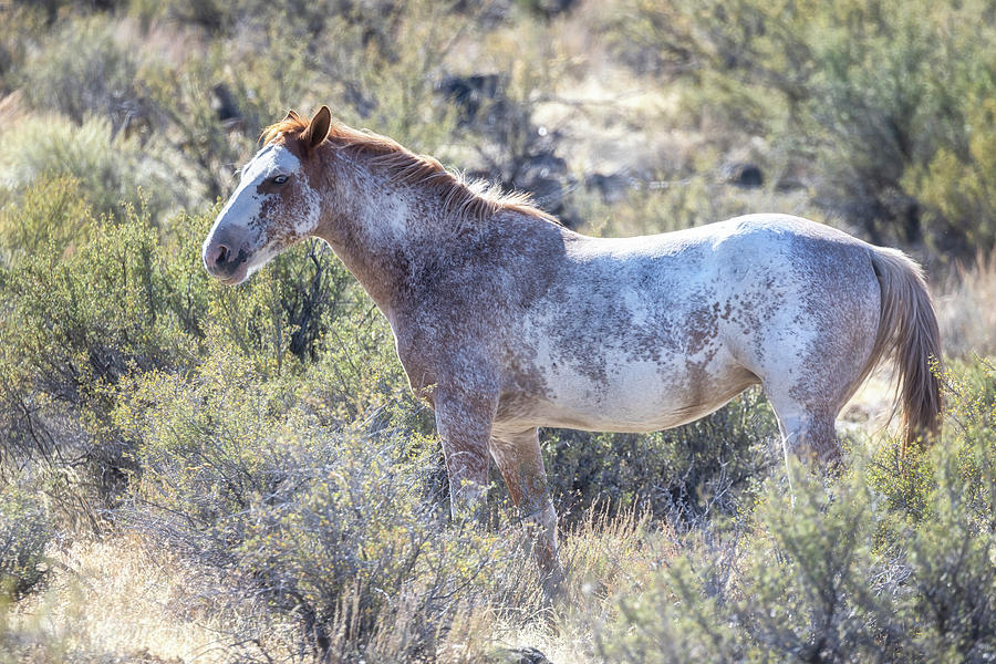 Jackie, A Roan Mustang on Steens Mountain Photograph by Belinda Greb