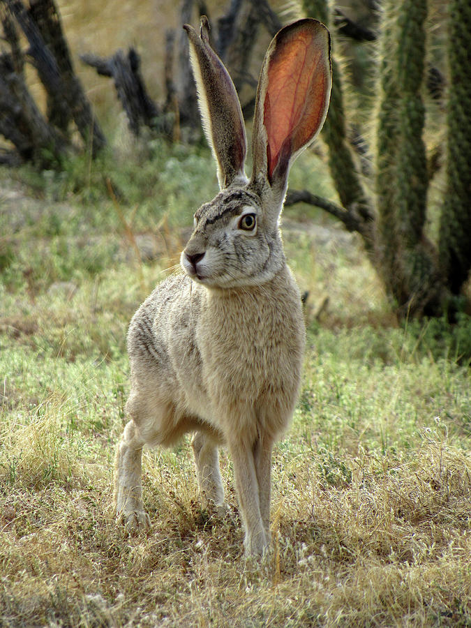 Jackrabbit Photograph by Sicco Rood - Fine Art America