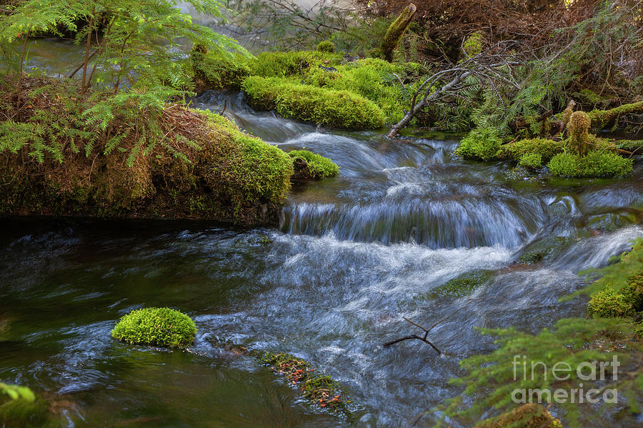 Jacks Creek Oregon Photograph by David Millenheft