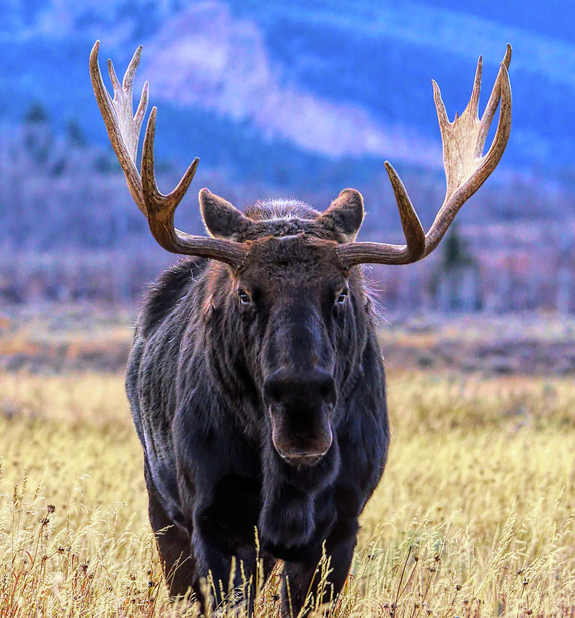 Jackson Hole Moose Photograph by Karen Cox