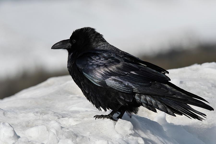 Jackson Hole Raven Photograph by Robert Cochran - Fine Art America