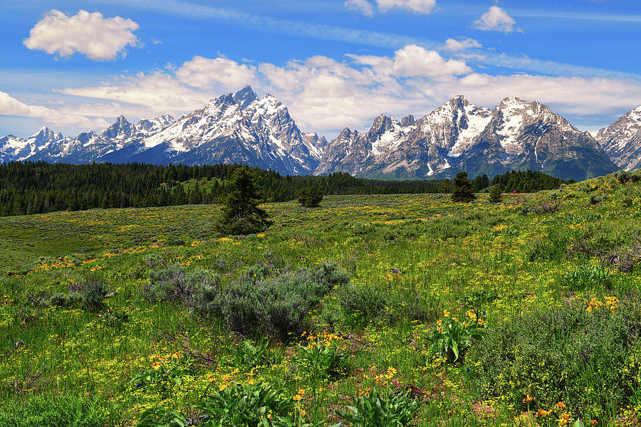 Jackson Hole Spring Photograph by Greg Norrell
