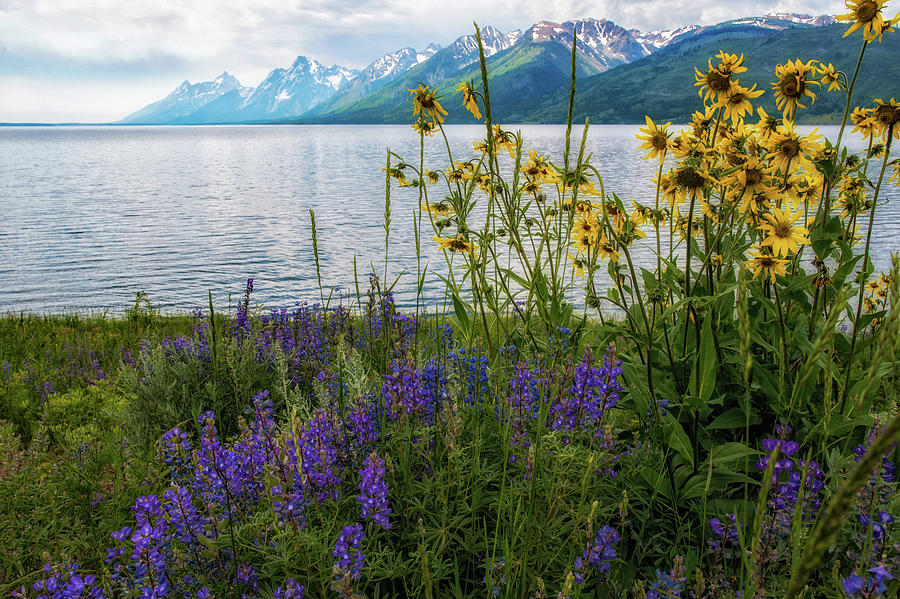 Jackson Lake Wildflowers Photograph by Chris Allington