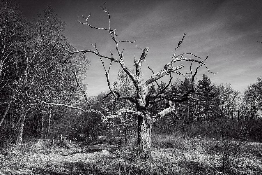 Jackson Oak 1, UW Arboretum - Madison - WI Photograph by Steven Ralser