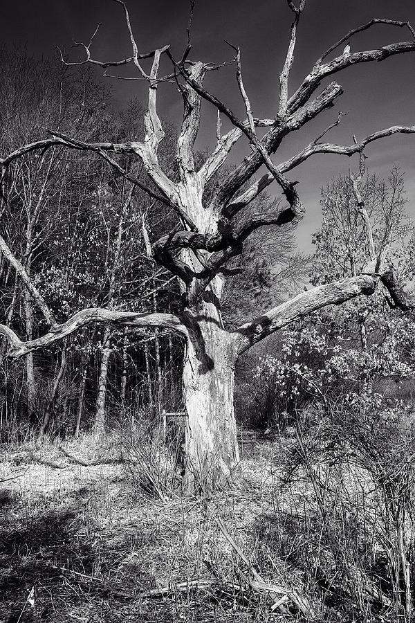 Jackson Oak 2, UW Arboretum - Madison - WI Photograph by Steven Ralser
