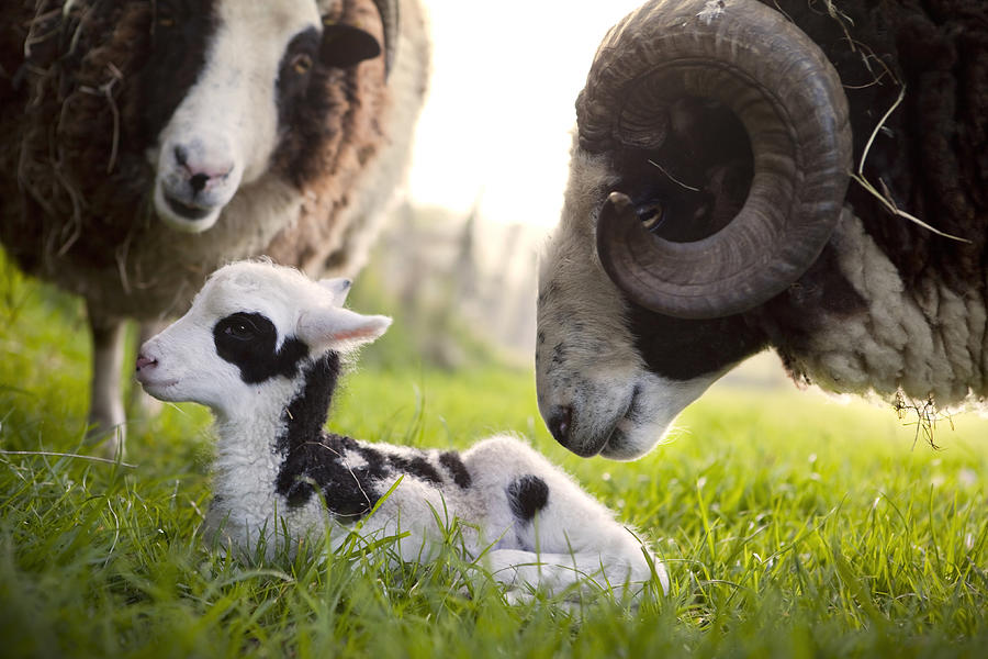 Jacob Sheep Ram Inspecting His Lamb Photograph by Cjp