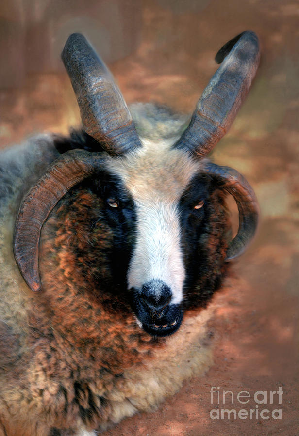 Jacob Sheep Ram Photograph