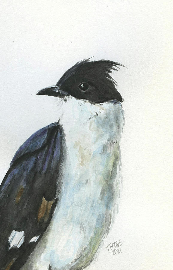 Jacobin Cuckoo Painting by Taphath Foose - Pixels