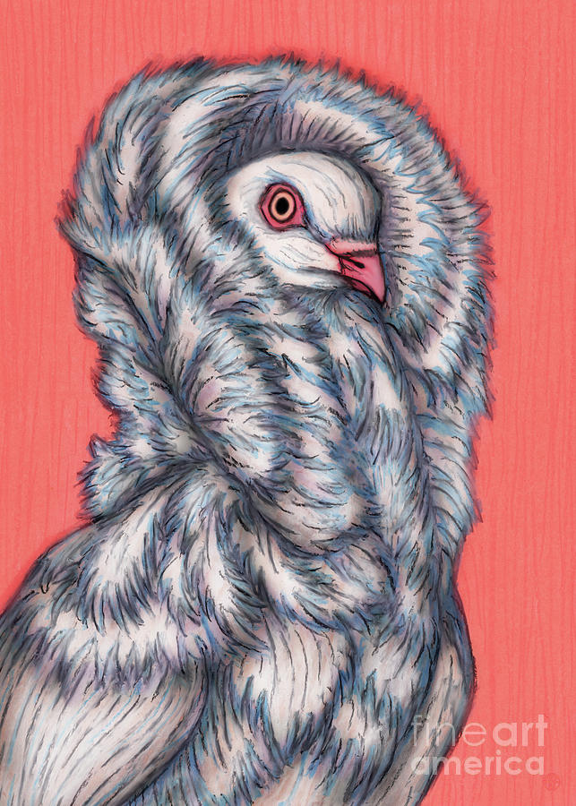 Jacobin Pigeon  Painting by Amy E Fraser