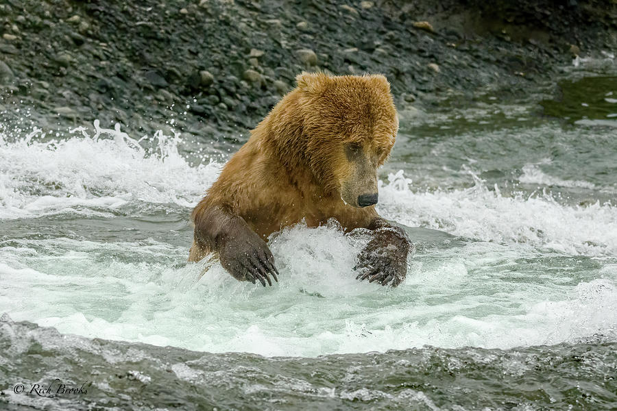 Jacuzzi Grizzly Photograph by Rich Brooks - Pixels