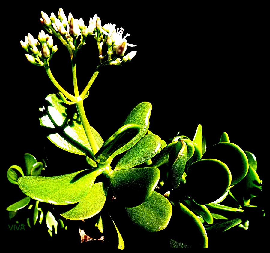 Jade  In  Bloom Photograph by VIVA Anderson