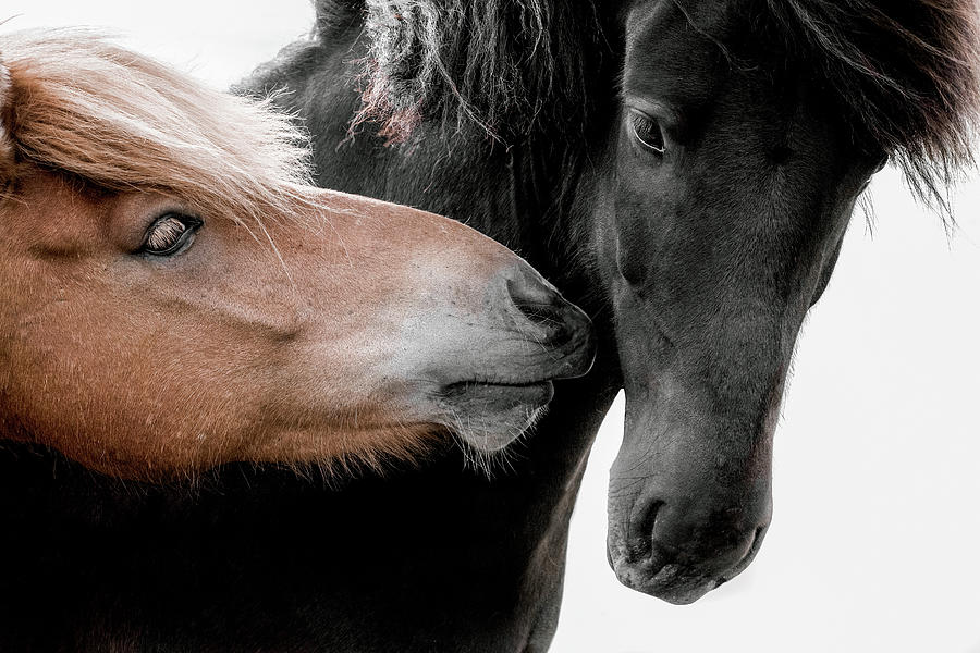 Jadore - Horse Art Photograph by Lisa Saint