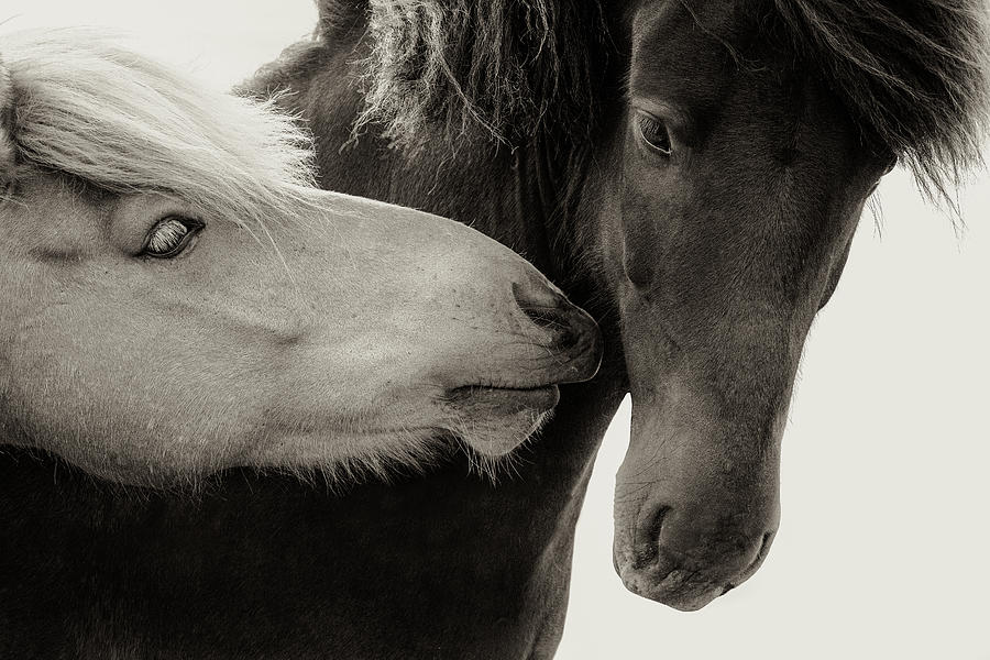 Jadore II - Horse Art Photograph by Lisa Saint