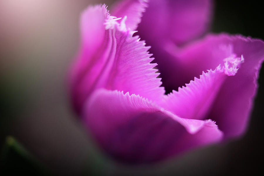 Jagged Tulip Photograph by Nicole Engstrom