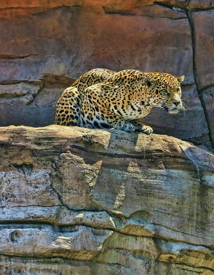 Jaguar #3 - Ready to Attack Photograph by Allen Beatty