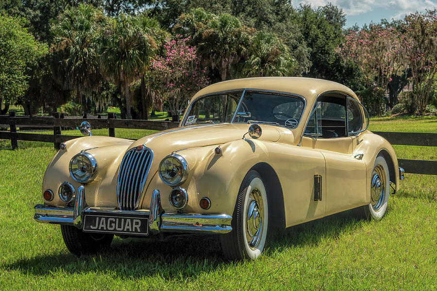Jaguar 3 Photograph by Betty Eich