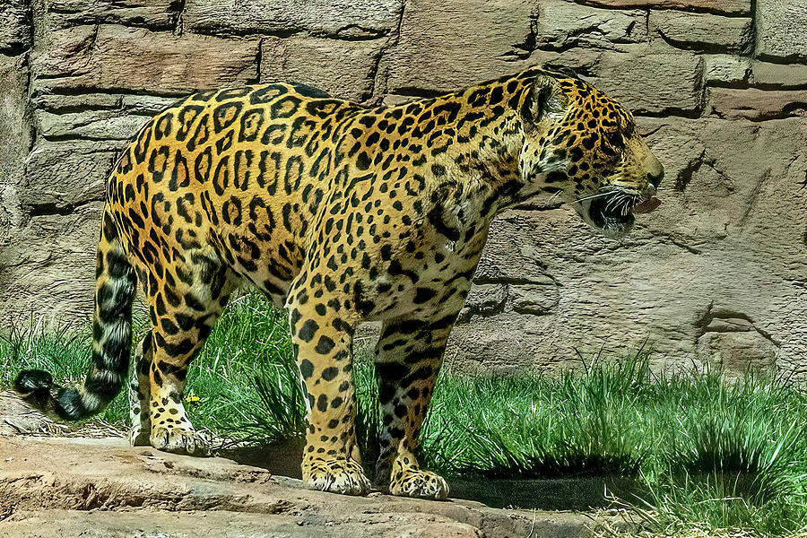 Jaguar Photograph by Al Judge