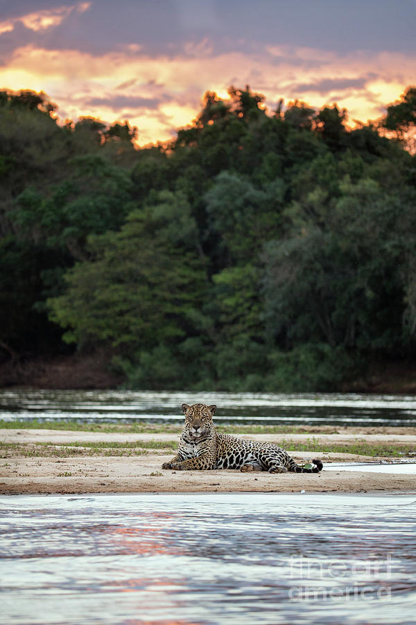 Jaguar along Cuiaba River Photograph by Suzi Eszterhas