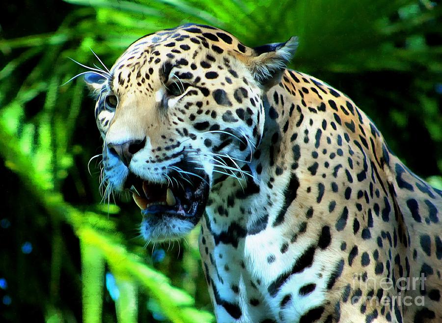 Jaguar And Her Jaws Photograph by Sea Change Vibes