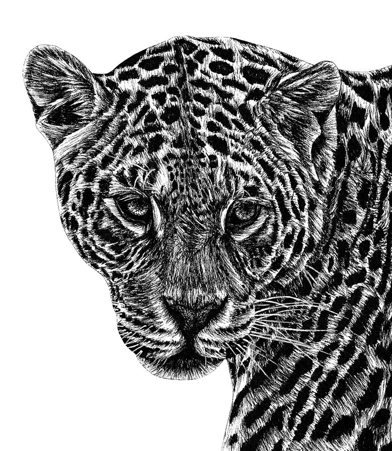 Jaguar cat ink illustration Drawing by Loren Dowding Pixels