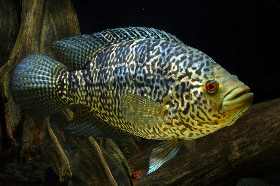 Jaguar Cichlid Parachromis Managuensis Female Painting by Ashley Eva ...