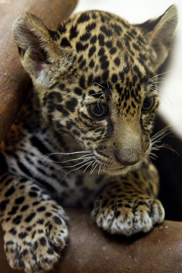 Jaguar Cub Photograph by Brittney Powers - Fine Art America