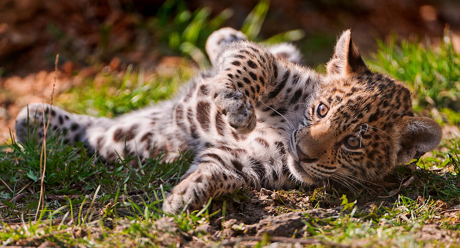Jaguar cub rolling on the grass Photograph by Picture by Tambako the Jaguar