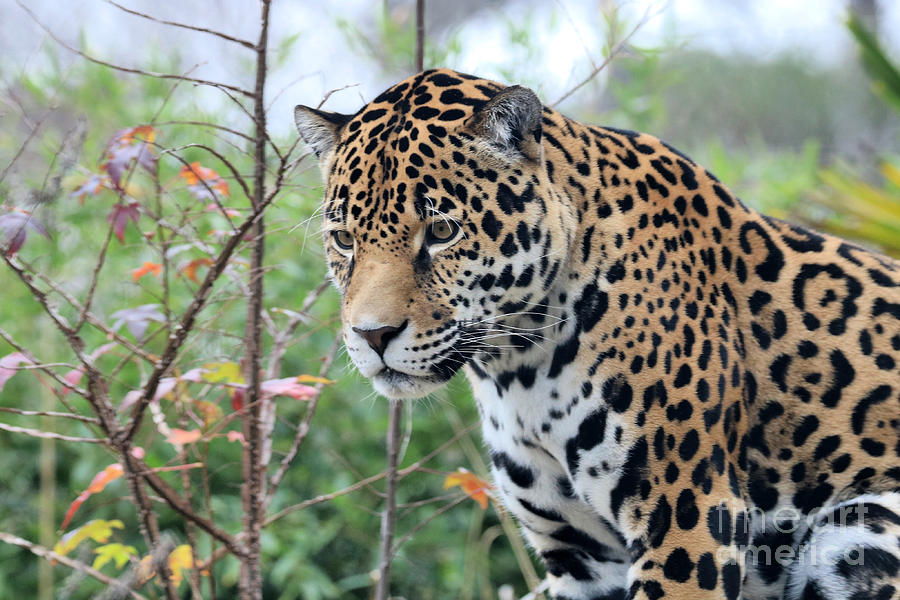 Jaguar Photograph