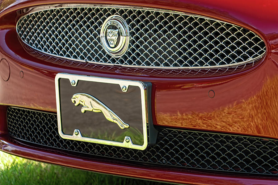 Jaguar F Photograph by Betty Eich