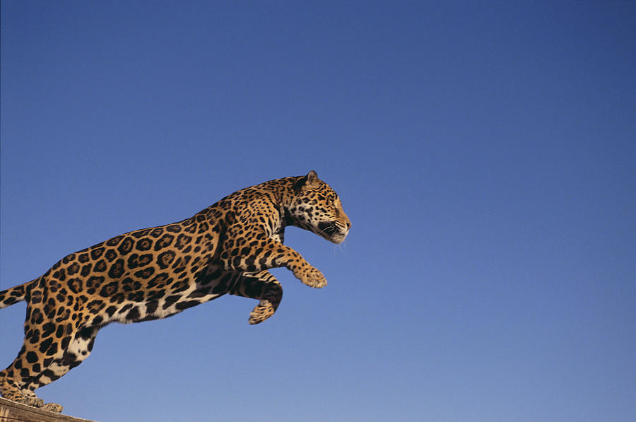Jaguar Photograph by Fuse