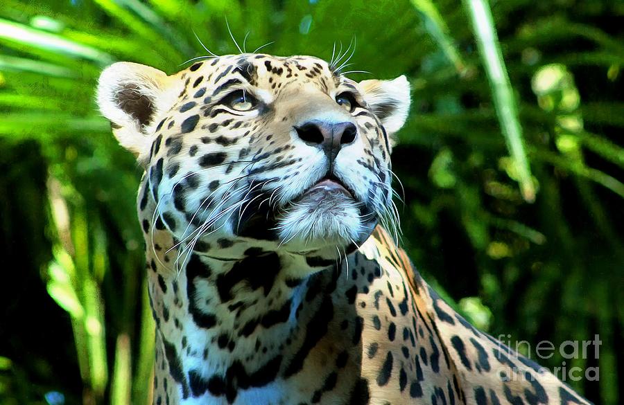 Jaguar in Sunlight Portrait Photograph by Sea Change Vibes