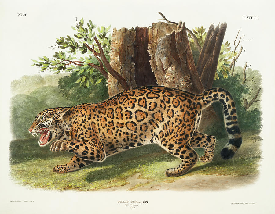 Jaguar. John Woodhouse Audubon Illustration Mixed Media by World Art Collective