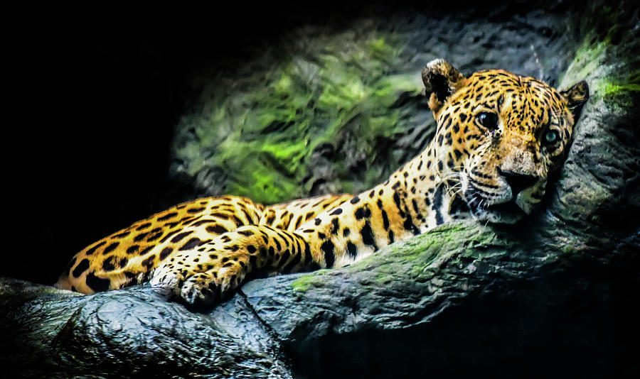 Cat Photograph - Jaguar Jungle by Karen Wiles