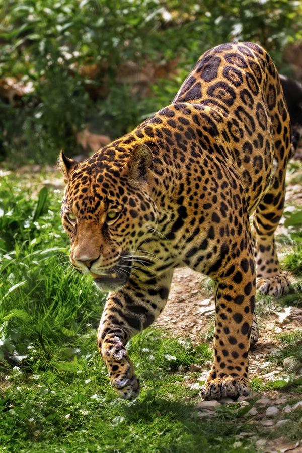 Boston Photograph - Jaguar by Matthew Adelman