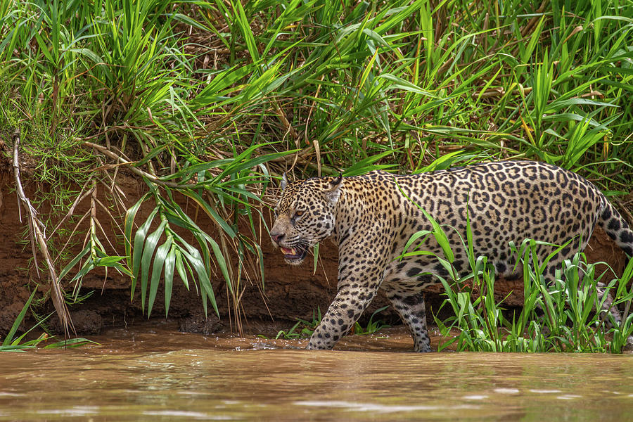 Jaguar on patrol Photograph by Wayne Simpson - Pixels