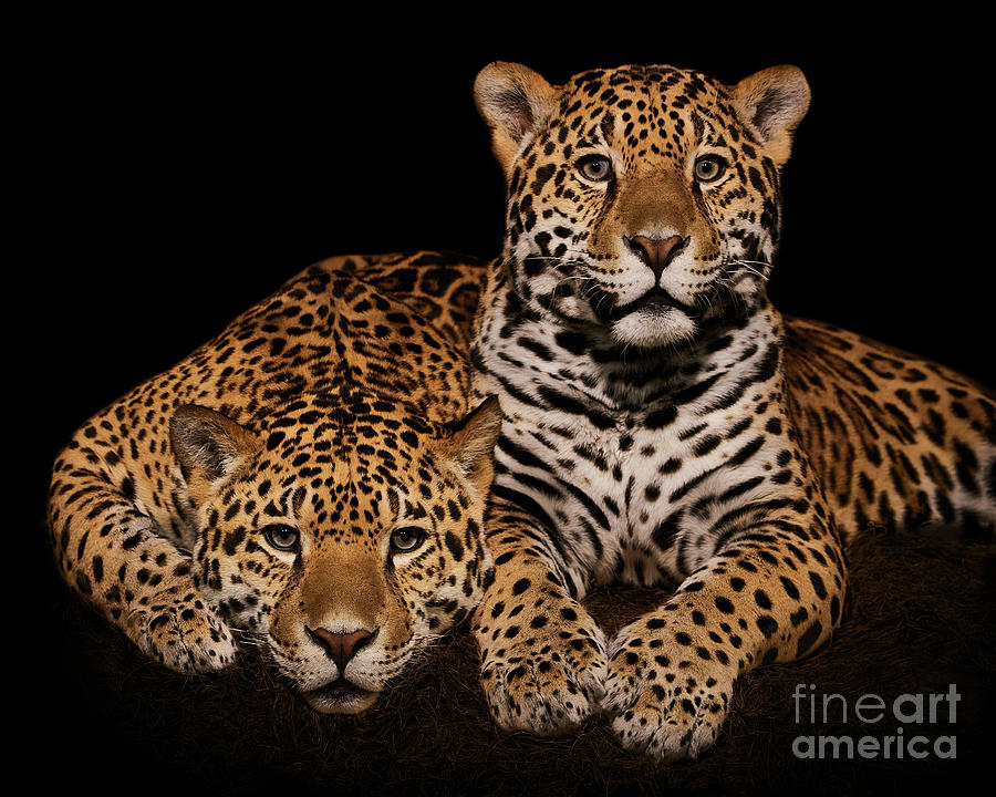 Nature Photograph - Jaguar Pair IV by Abeselom Zerit