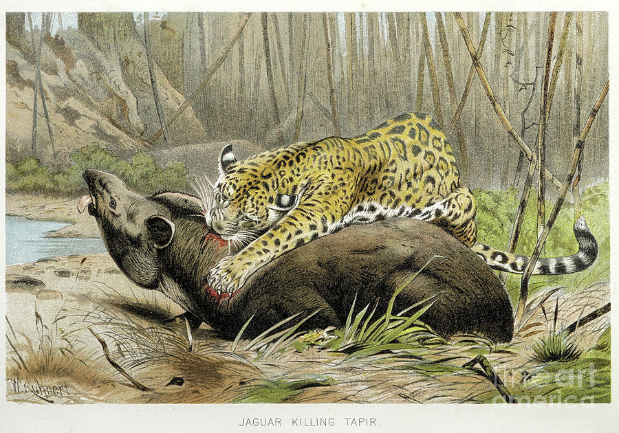 Jaguar Panthera Onca Killing A Tapir L3 Drawing