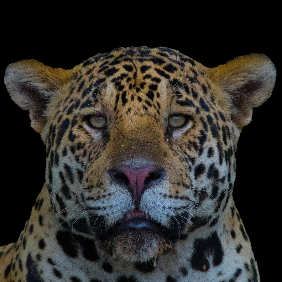 Jaguar Photograph by Patrick Nowotny