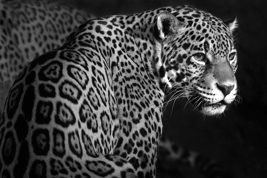 Jaguar Patterns Photograph by Elizabeth Bruders