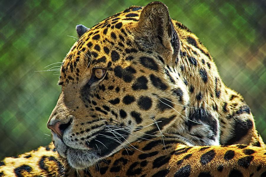 Jaguar Profile Photograph by David Desautel