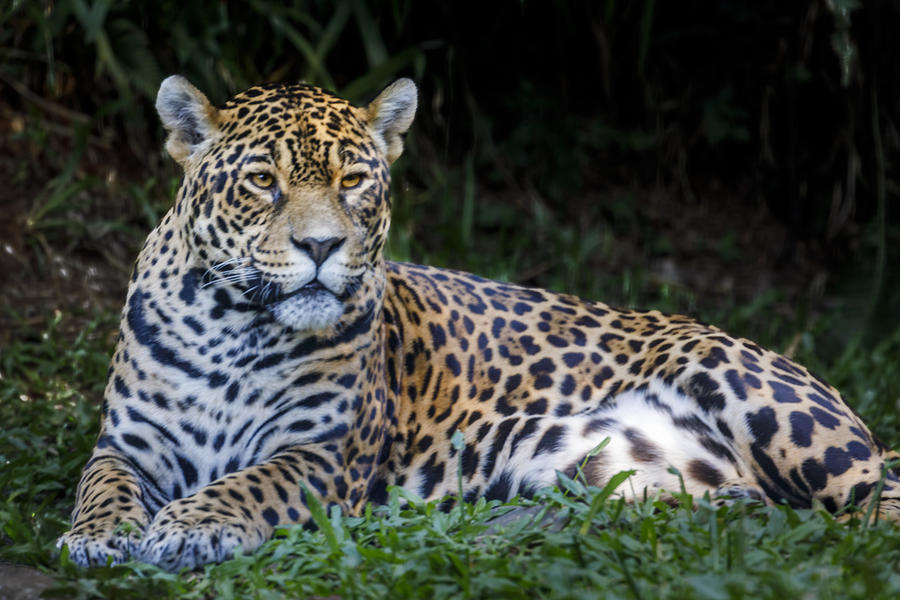 Jaguar resting, relaxing on the jungle - Pantanal wetlands, Brazil Photograph by Agustavop