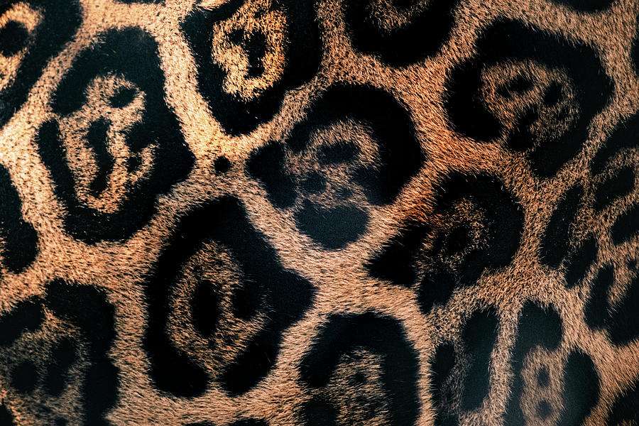 Jaguar Spots Photograph by Bonny Puckett