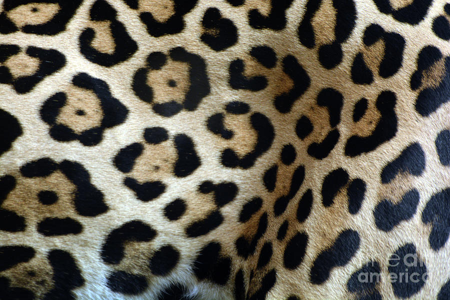 Jaguar Spots Photograph