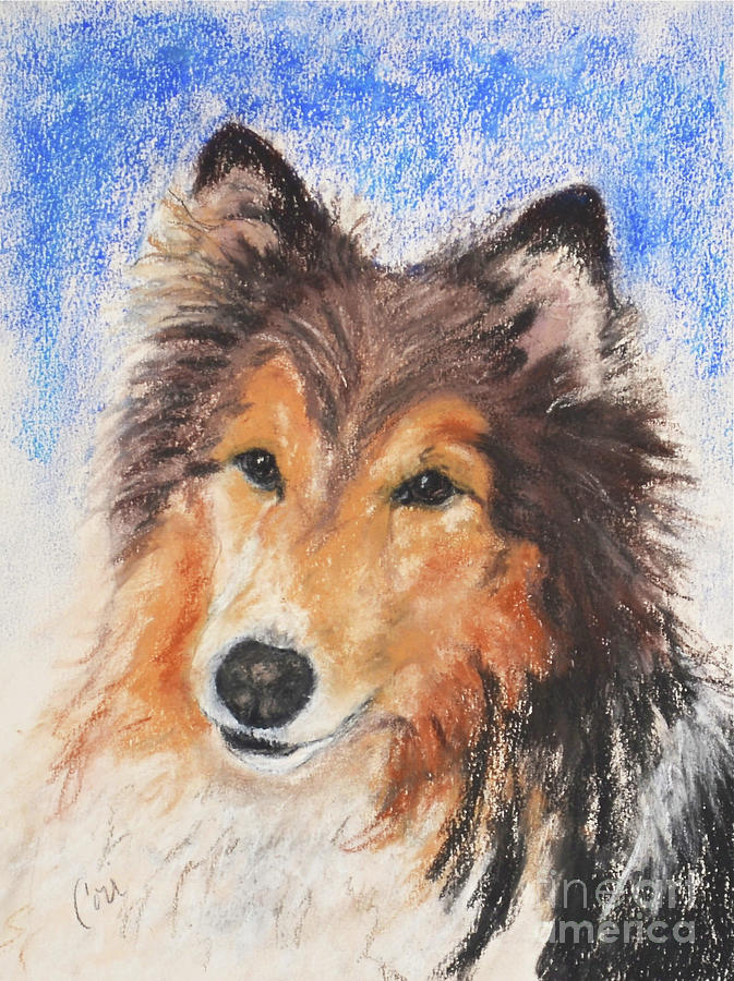 Shetland Sheepdog Drawing - Jake by Cori Solomon Shetland Sheepdog Drawing - Jake by Cori Solomon