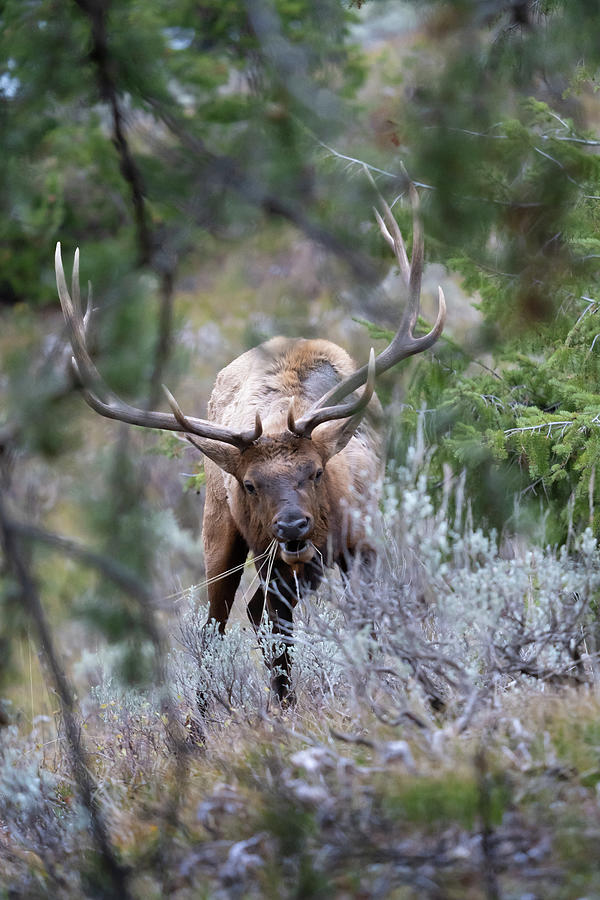 Jake The Bull Elk Photograph By Diane Arnaout - Fine Art America