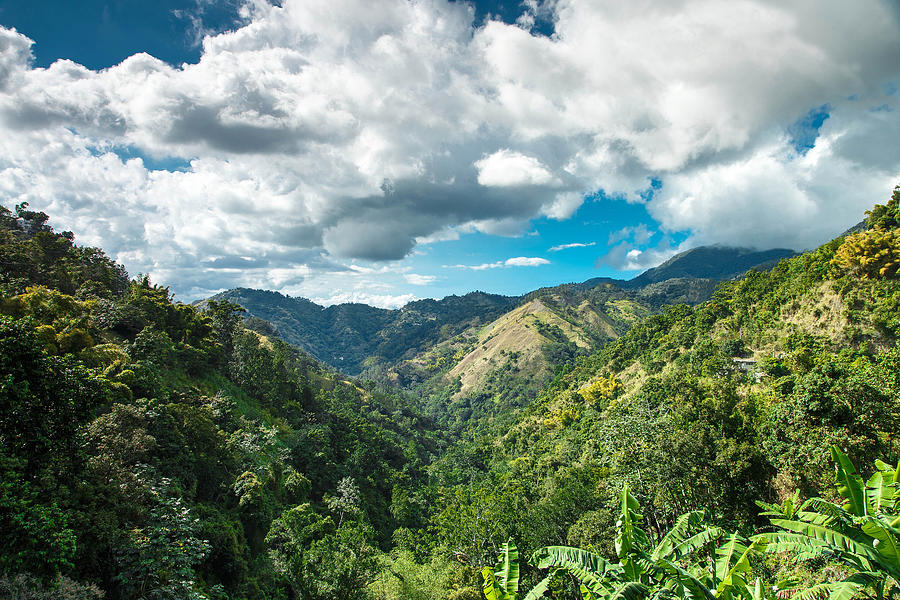 Jamaica blue mountains Photograph by David Neil Madden